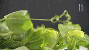 豌豆尖洗凈，切斷備用。