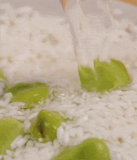 鍋底抹油，將淘洗干凈的大米，加蠶豆、清水，蓋蓋中火煮。